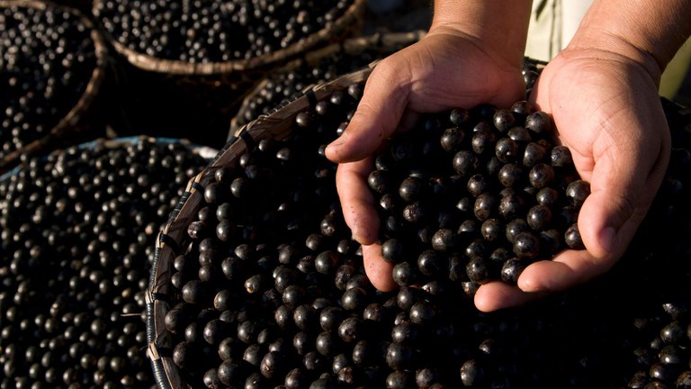 Preços dos produtos extrativos da safra 2023 são atualizados 