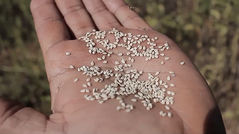 Lavouras de gergelim ganham mais espaços no Mato Grosso 