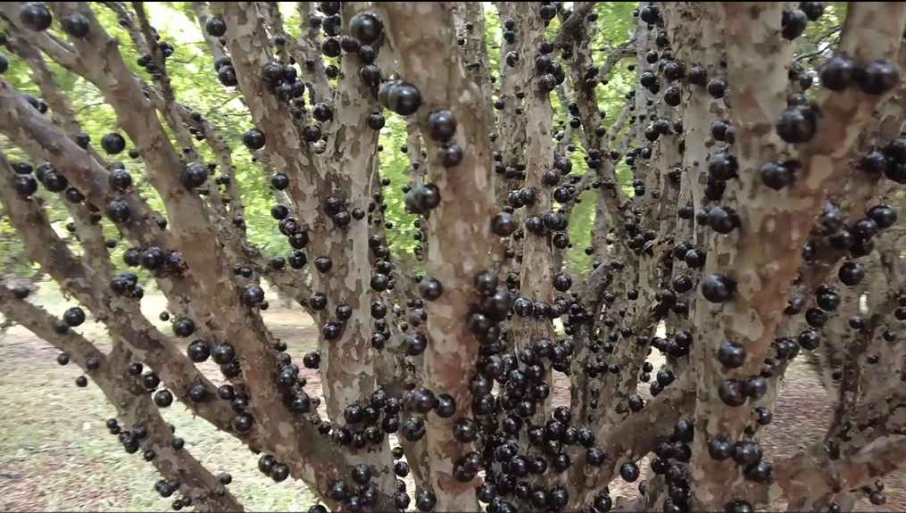 Safra da jabuticaba movimenta economia em Goiás