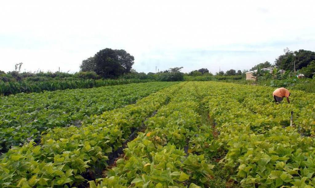 Cresce uso de técnicas sustentáveis na agricultura