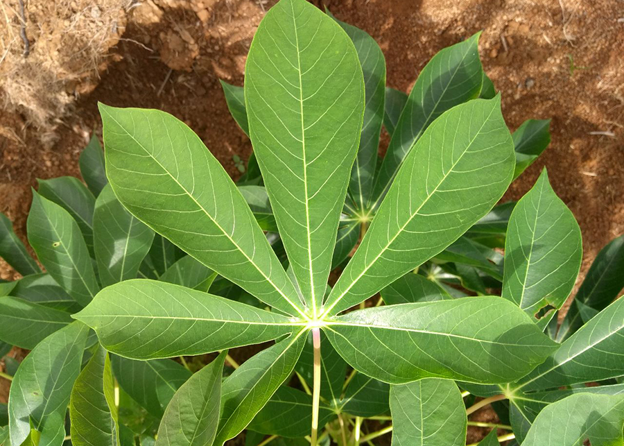 Plantio direto na palha traz boa produtividade para a mandioca