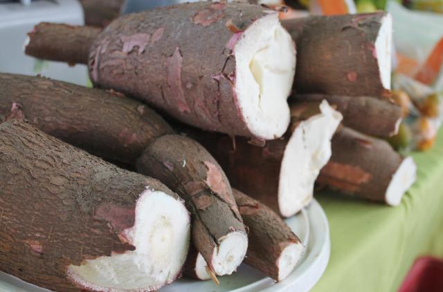 Esmagamento de mandioca se manteve estável semana passada 