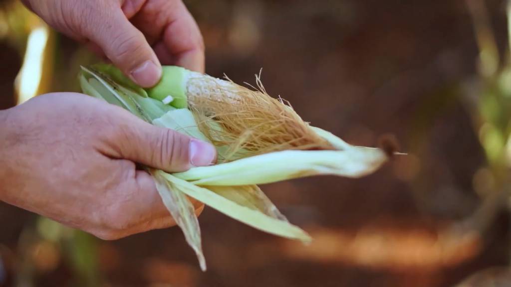 Produção agrícola paulista sofre impactos do clima 