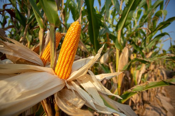 Colheita da safrinha de milho atinge 21,8% no Centro-Sul 