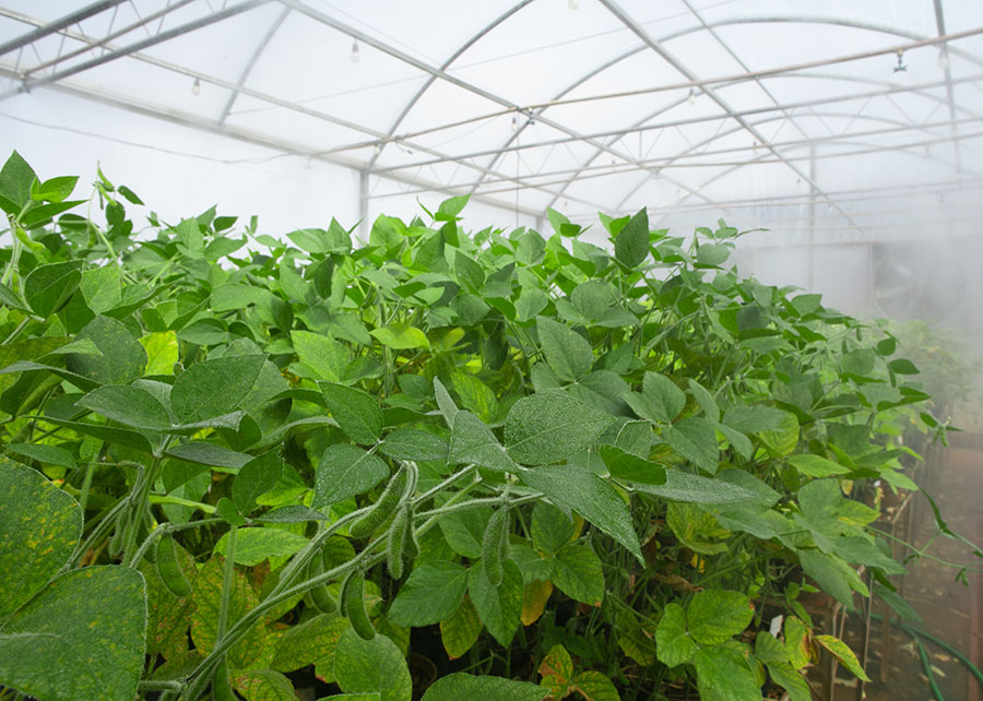Plantas de cobertura definem melhor produtividade do solo