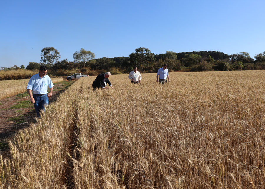 Colheita de trigo avança no Paraná