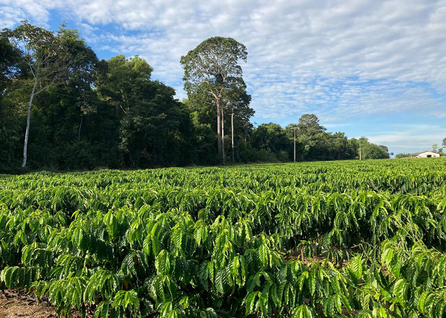 Ondas de calor afetam regiões produtoras de café