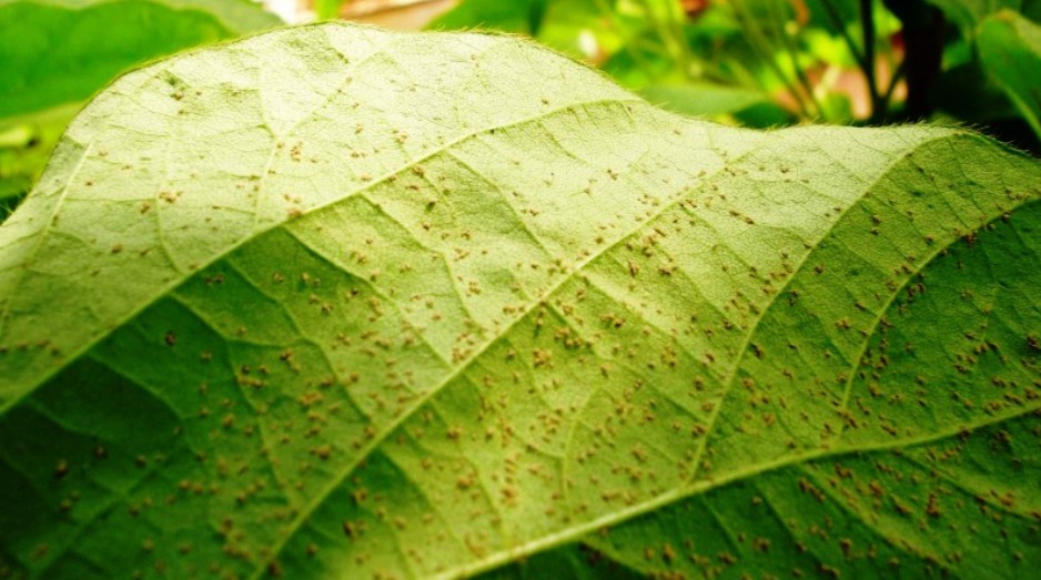 Secretaria da Agricultura do RS monitora ferrugem asiática na soja