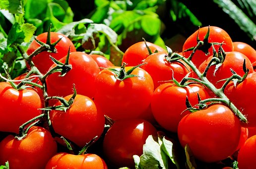 VBP do tomate em Goiás deve crescer R$ 2 bilhões neste ano
