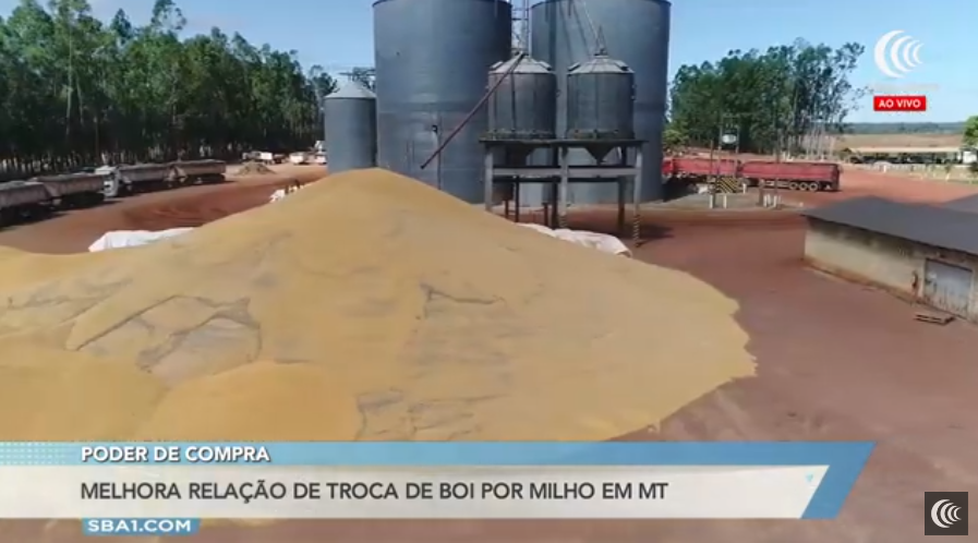 Melhora relação de troca entre boi gordo e milho no Mato Grosso