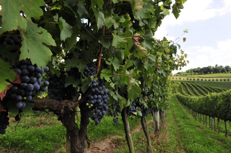 Criação da Zona Franca da Uva e do Vinho no RS será discutida na quarta