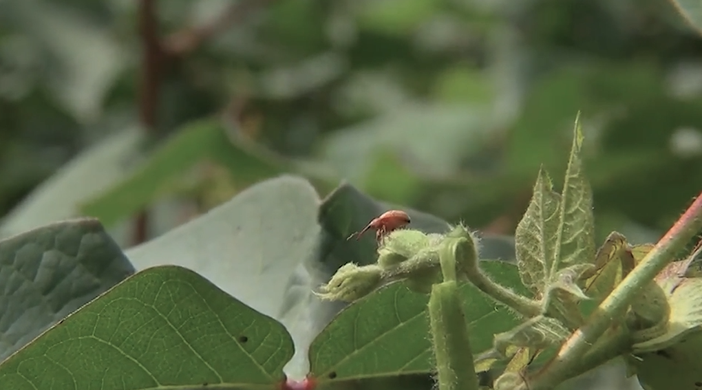 Produtores de MT devem eliminar plantas vivas de algodão