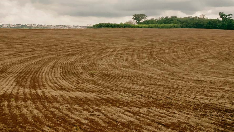 Vazio sanitário da soja em MT segue até o dia 15 de setembro