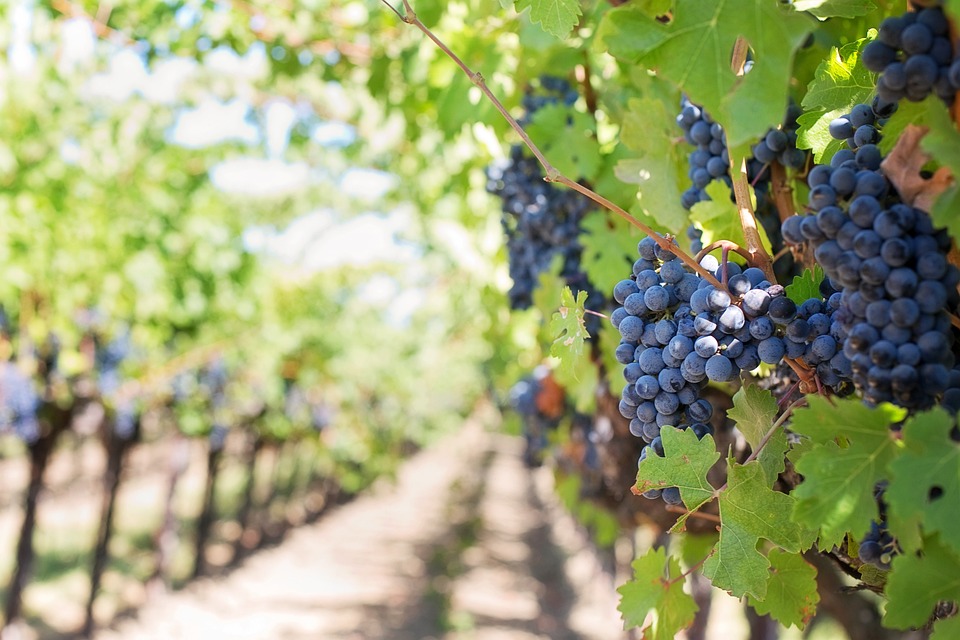 Produção de uvas: planejamento e paciência são essenciais