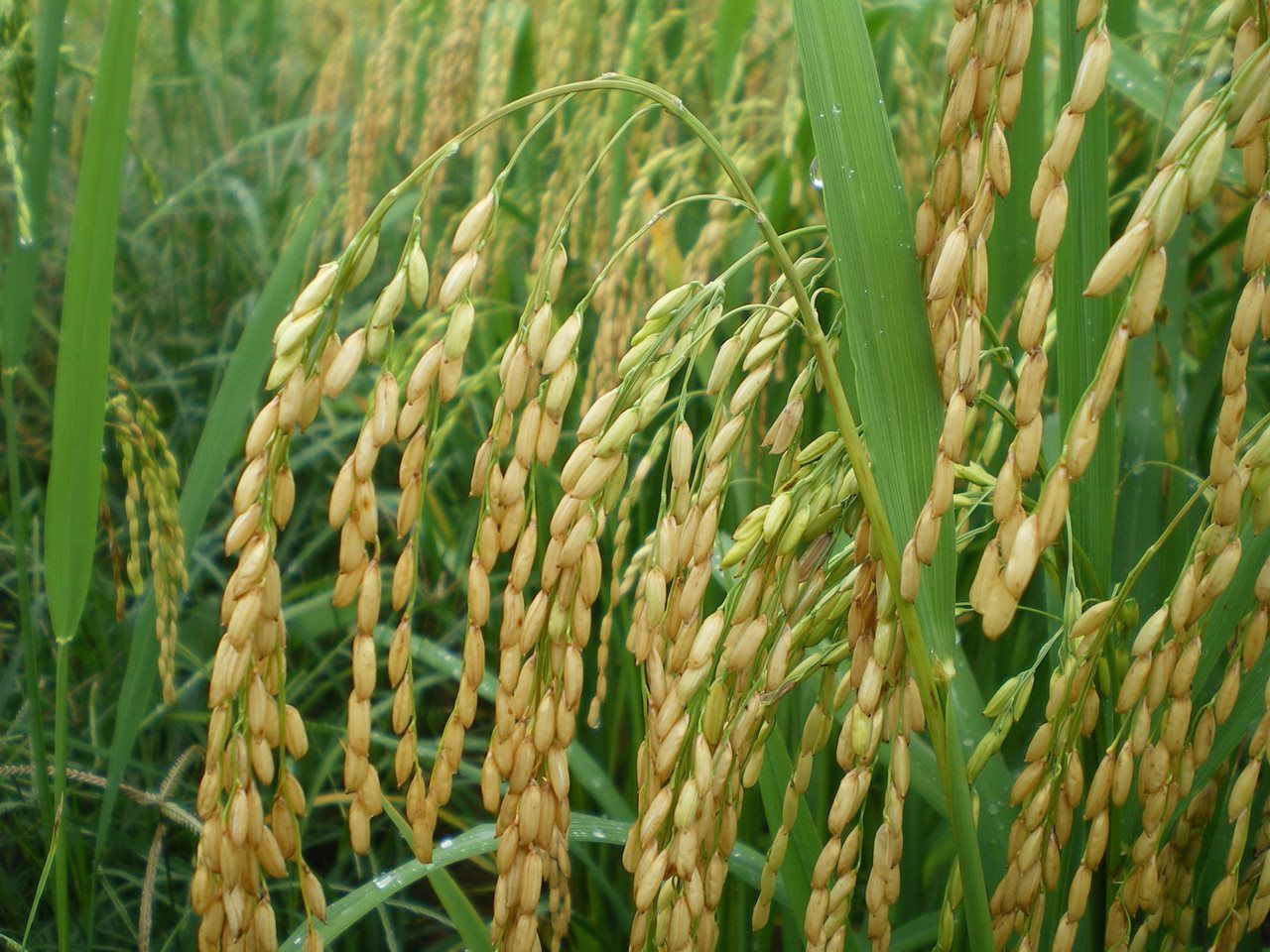 Exportações de arroz para Venezuela dão um salto em 2018