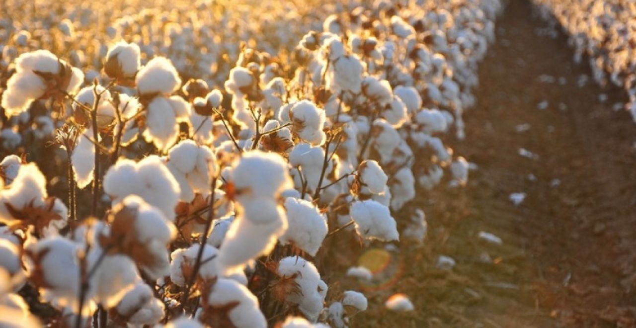 Matopiba agro destaca produção de algodão na Bahia
