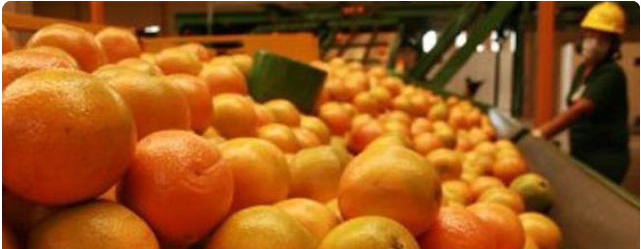 Exportação de suco de laranja do Brasil cresce 29% na safra 2017/18