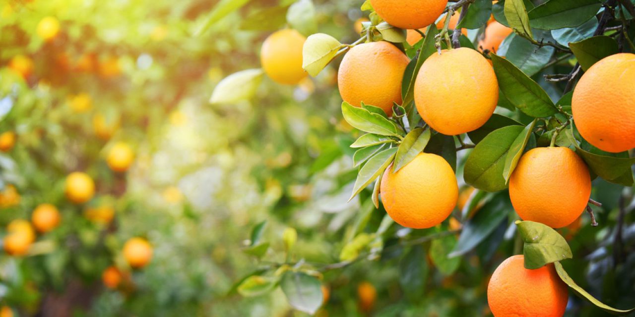 Exportação de suco de laranja cresce 29% em 2018