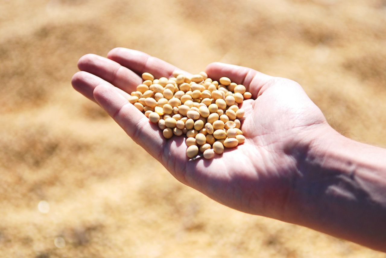 USDA confirma vendas totais de 1,01 mi/ton de soja na semana