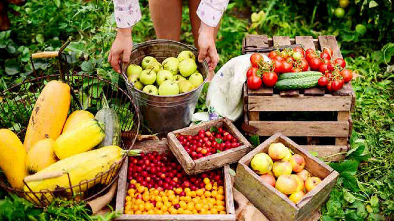 Plano nacional da fruticultura visa impulsionar exportações do país