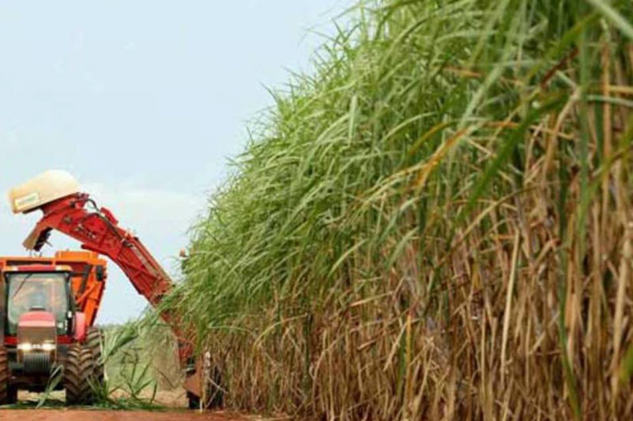 Safras & mercado reduz estimativa de produção de açúcar