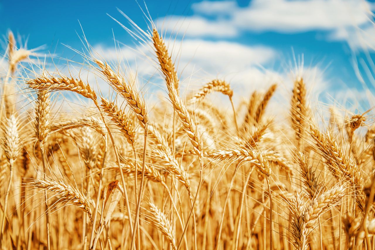 Argentina deve produzir 20 mi/ton de trigo, estima bolsa de rosário
