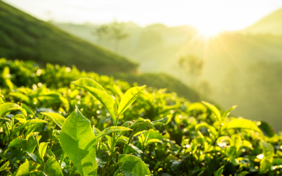 Brasil conquista primeiro registro de biofertilizante