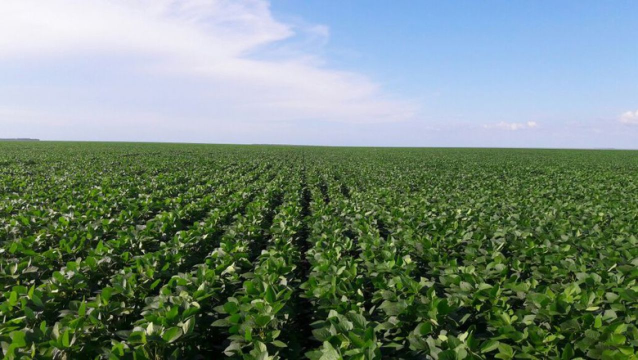 Mais de 1850 defensivos agrícolas foram reclassificados