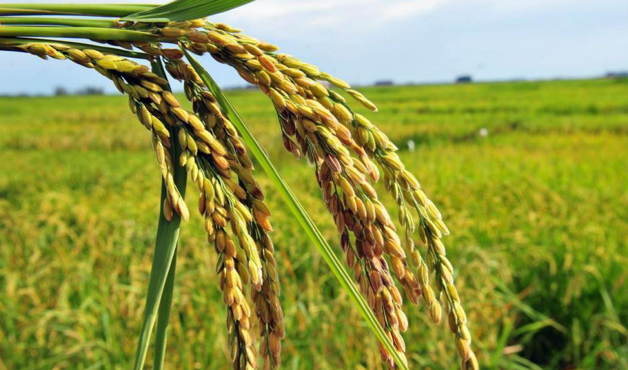 Demanda por Arroz aumenta e preços apresentam reação