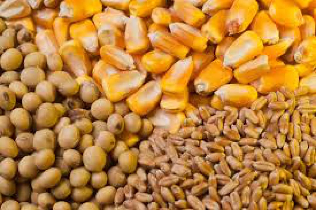 Exportações do agronegócio atingem US$ 7,25 bilhões em fevereiro