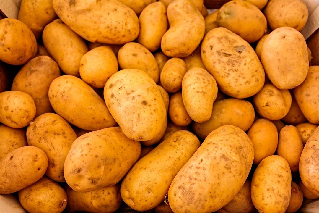 Chuvas prejudicam colheita de batatas 