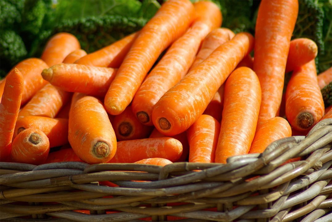 Mês de março registra melhor produção de cenoura 