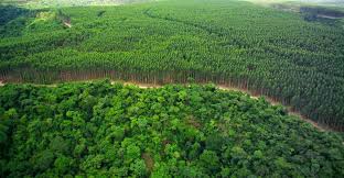MG é o estado pioneiro em expansão de florestas plantadas 