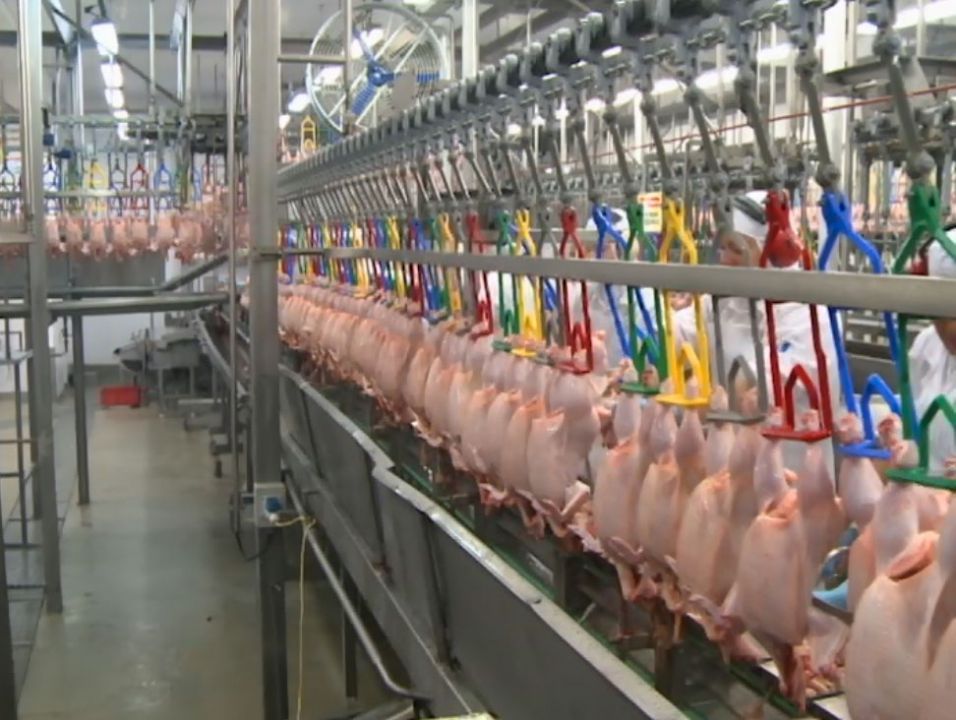 Embarques de frango influenciam mercado doméstico