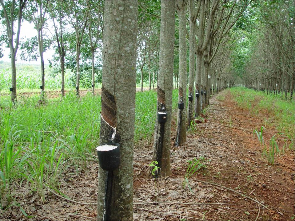 Extrativistas do Mato Grosso recebem subvenção do governo federal pelo PGPM-Bio