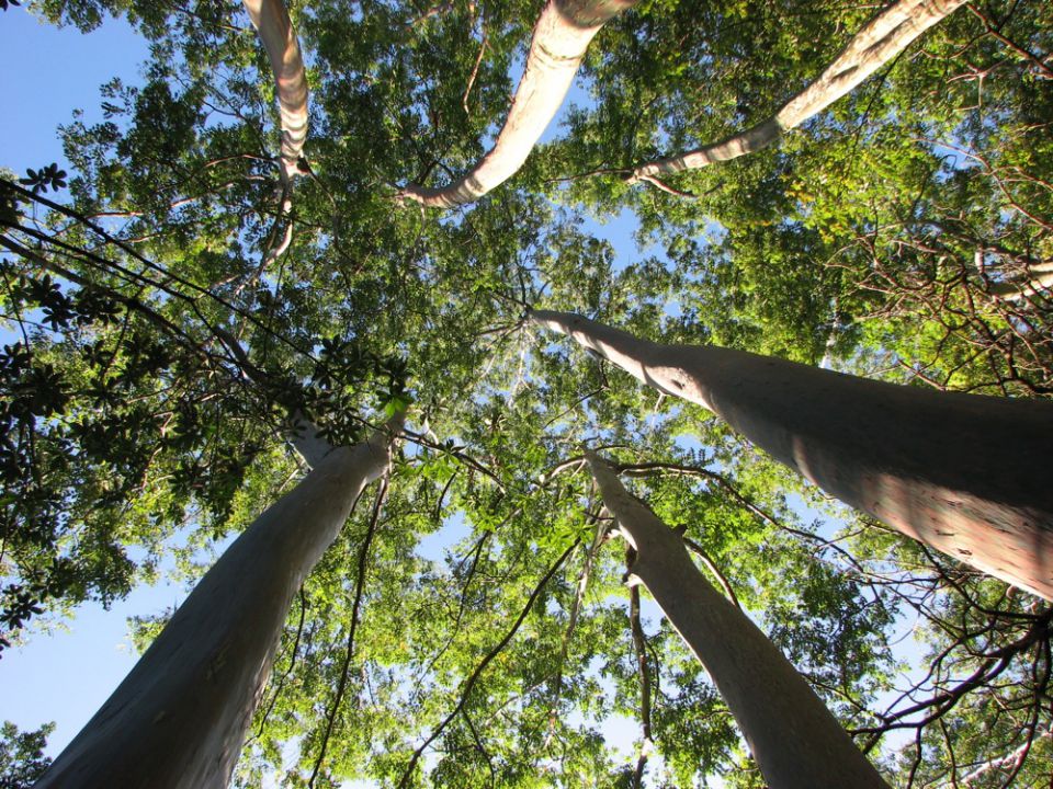 Mapa reforça meta de aumentar em 20% área de florestas plantadas