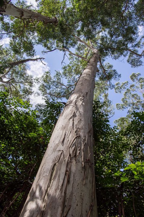 Área de eucalipto tem aumento de 11% em Mato Grosso do Sul