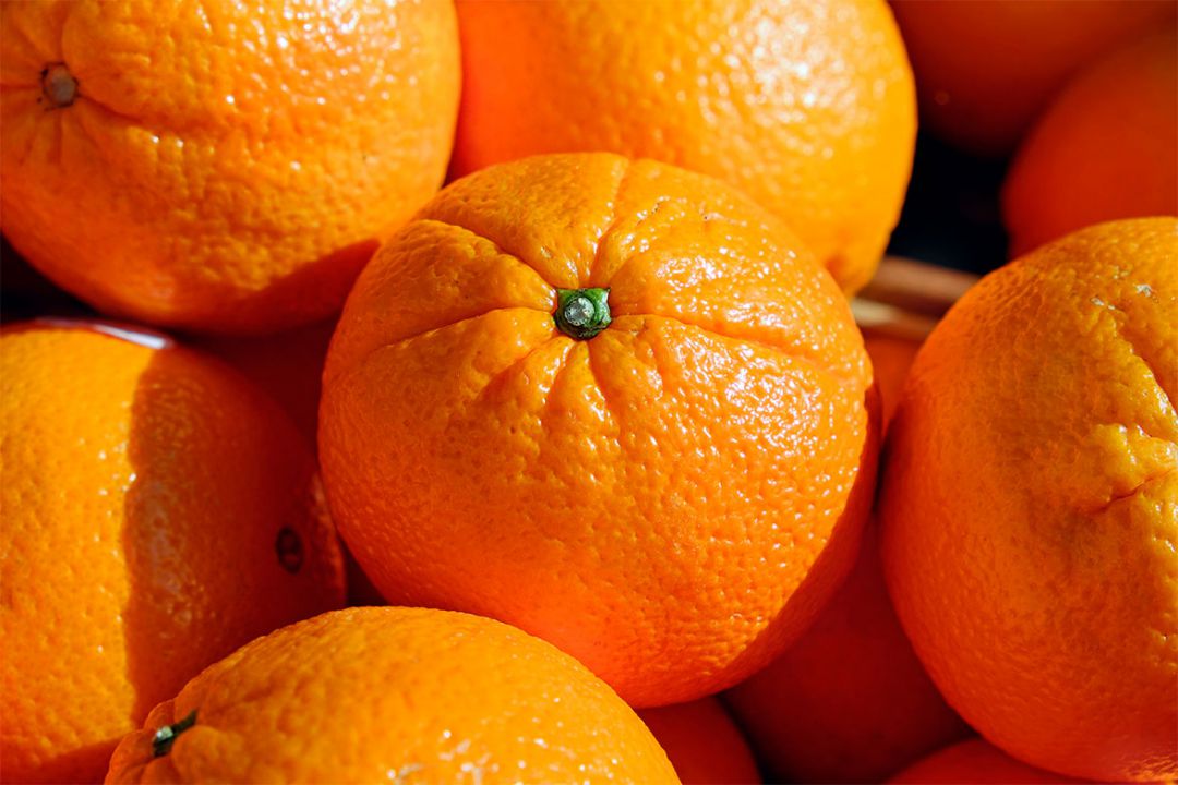 Preços da laranja seguem em queda 