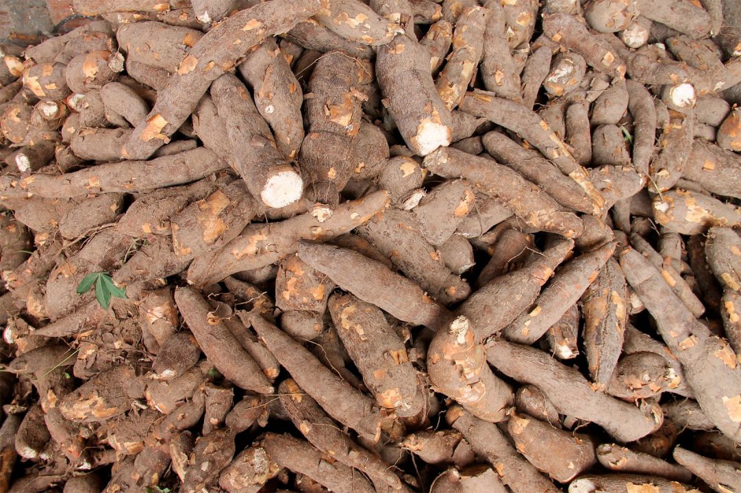 Mandiocultores mantém interesse na venda do produto 