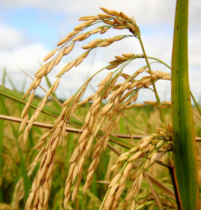 Oferta de arroz em casca é limitada no RS, diz Cepea