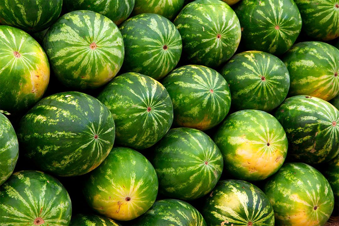 Cotações da melancia registraram baixa 