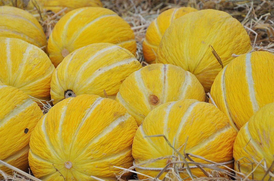 Baixa qualidade do melão desestimula consumidor