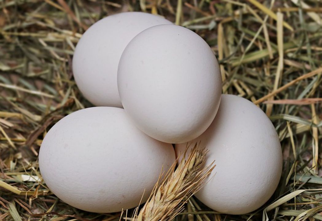 Ovos produzidos no Brasil são 80% para consumo