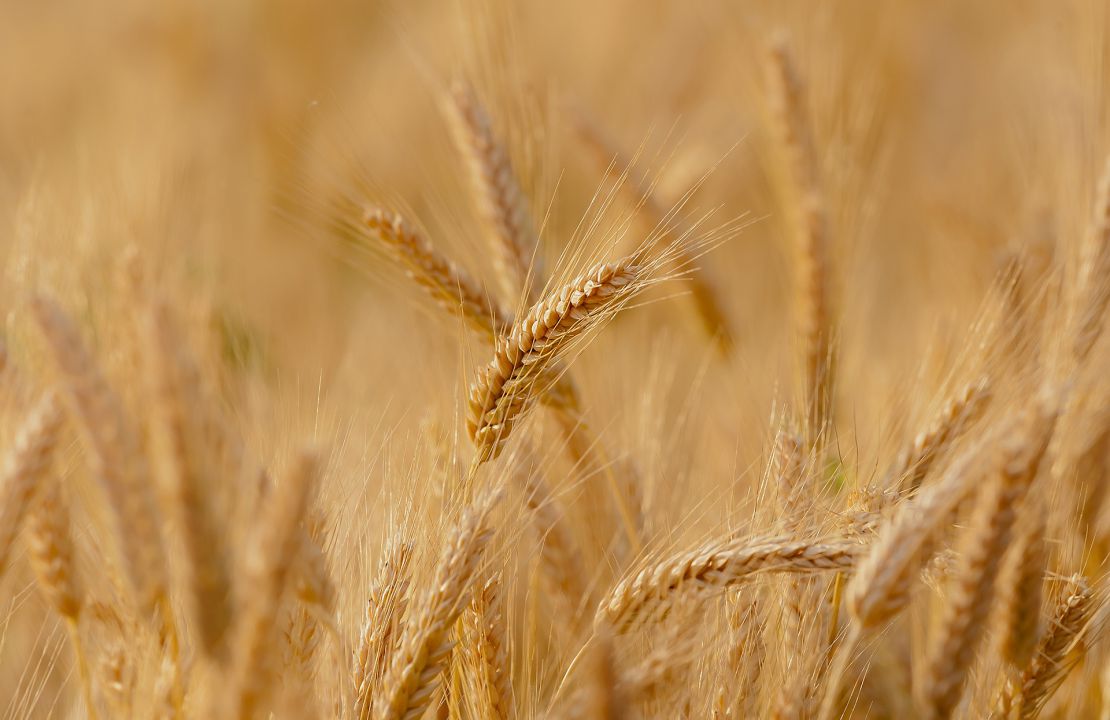 Plantio do trigo começa em ritmo lento 
