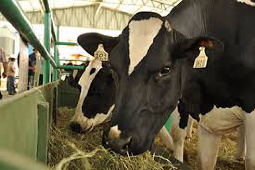 Silagem de milho é alternativa de alimento na seca 