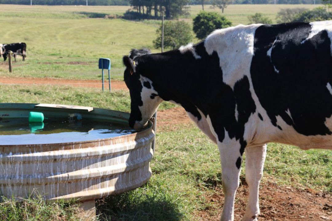 Pesquisa Embrapa e Unicamp é publicada em revista internacional 