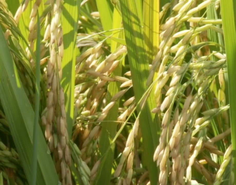 Preço do arroz em casca tem alta pela 5º semana seguida 
