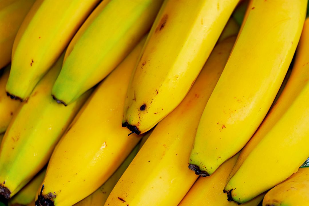 Colheita da banana nanica deve aumentar em maio 