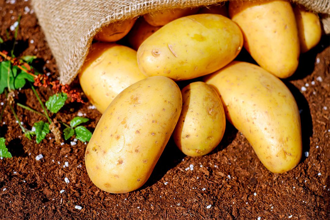 Em março cotações da batata registraram alta de 14%