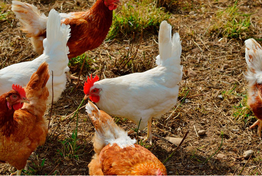Preços do frango registram altas significativas 